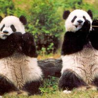 443panda