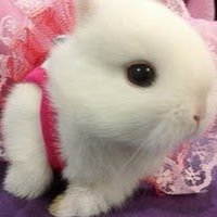 amcbunnies