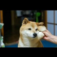 c4343a97500d4aaa