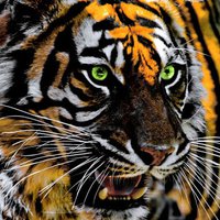 chonggonzalezsalvador