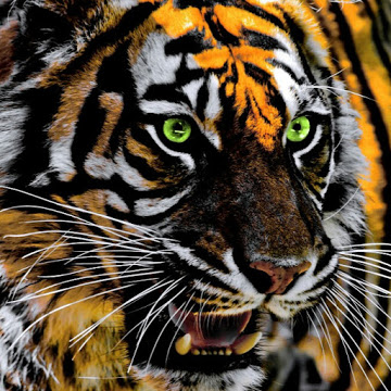 chonggonzalezsalvador