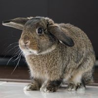 daisyliu