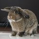 daisyliu