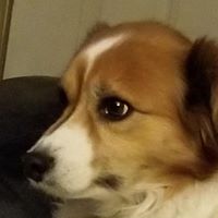 daugwolfdolfi