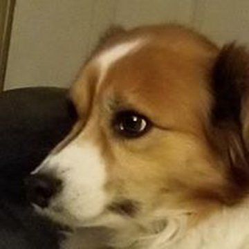daugwolfdolfi