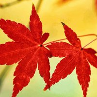 fallingredleaves12