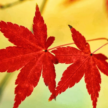 fallingredleaves12