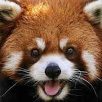 furrypandafury