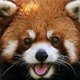 furrypandafury