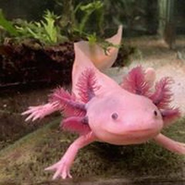 johannessderbergeriksson