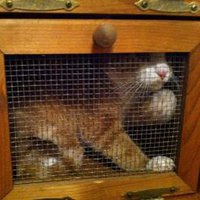 killerorangecat