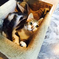 kittyli