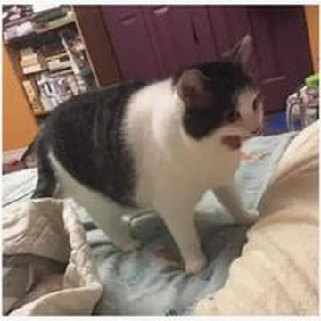 leonardomendozaesquinazi