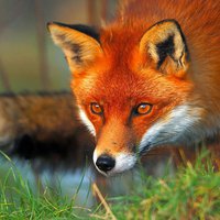little-red-fox