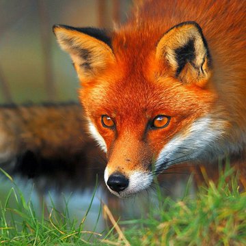 little-red-fox