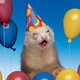 partyferrets