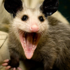 possum