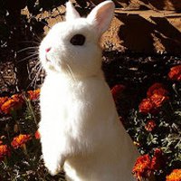 spookbunny