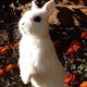 spookbunny