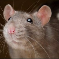 themusicalrat913