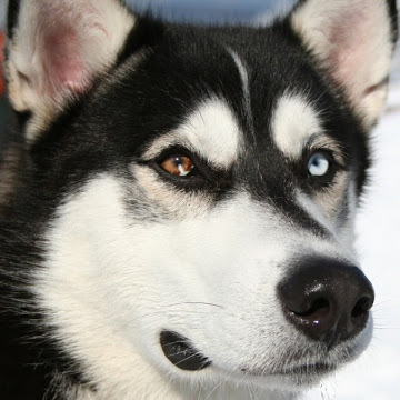 voxthehusky