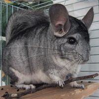 wackychinchilla