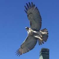 zavengieseler